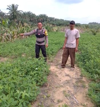Sukseskan Program Presiden RI, Kapolsek Singingi Tinjau Perkarangan Taman Bergizi Warga