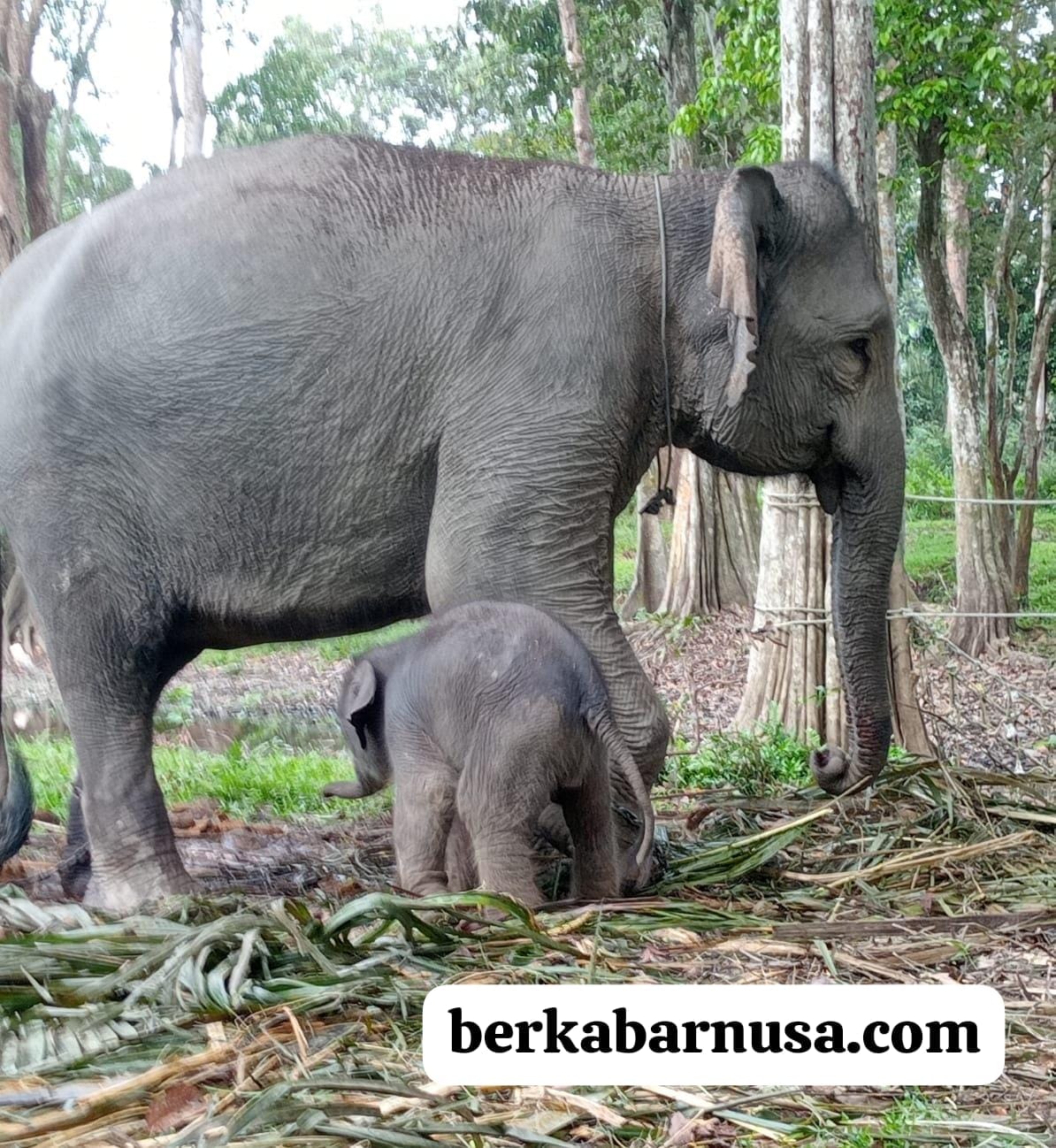 Gajah TWA Buluh Cina Melahirkan Anak Betina, Datuk Majolelo, Amirudin : Bayi Robin dan Ngatini Sehat