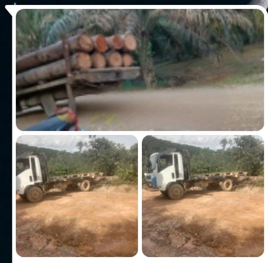 Diduga Oknum Polda Riau Inisial Tm Lakukan Pembalakan Liar di Desa Sungai Serik, Macam Mana Ini Pak Kapolda?